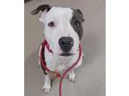Adopt SOLO a American Staffordshire Terrier, Mixed Breed