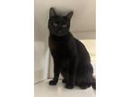 Adopt ANCHOVY a Domestic Short Hair