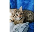 Adopt Sprite - Kitchener a Brown or Chocolate Domestic Shorthair / Domestic