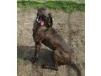 Adopt Lorelai a Hound (Unknown Type) / Mixed dog in Portsmouth, VA (38235623)