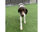 Adopt Oliver a German Shorthaired Pointer