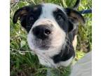 Adopt Harley Quinn a Australian Cattle Dog / Australian Shepherd / Mixed dog in