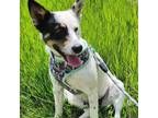 Adopt Barb Wire a Australian Cattle Dog / Australian Cattle Dog / Mixed dog in