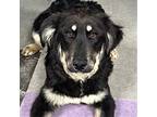 Adopt Slickis a Australian Cattle Dog / Mixed dog in Fort Lupton, CO (38230283)