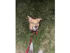 Adopt Quartz a Brown/Chocolate - with White Bull Terrier / Boxer / Mixed dog in