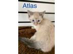 Adopt Atlas a Siamese