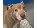 Adopt Laylah a American Pit Bull Terrier / Mixed dog in Golden, CO (38234411)