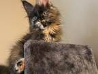 Mythical Maine Coons