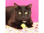 Adopt Trent: Rodent Responder, adoption fees waived! a Domestic Short Hair