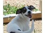 Adopt Tumble a White - with Black Rat Terrier / Jack Russell Terrier / Mixed dog