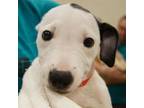 Adopt Ragu a Parson Russell Terrier, Mixed Breed