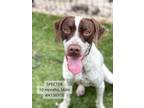 Adopt SPECTER a German Shorthaired Pointer, Mixed Breed