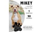 Adopt Mikey a American Staffordshire Terrier, Labrador Retriever