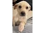 Adopt Brody a Labrador Retriever / Mixed dog in Hanover, PA (38232146)