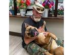 Adopt Bruce a Boxer, Mixed Breed