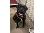 Adopt Chili G-2 Hold/ finder may adopt a Pit Bull Terrier