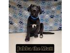 Adopt Jabba the Mutt a Labrador Retriever, Pit Bull Terrier
