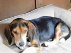 Adopt HOOVER a Beagle