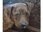 Adopt SHAGGY a Pit Bull Terrier