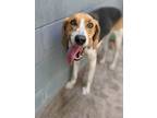 Adopt Bufford a Hound (Unknown Type) / Mixed dog in Portsmouth, VA (38230913)