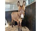 Adopt Rockstar a Donkey/Mule/Burro/Hinny / Mixed horse in FREEPORT