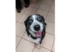 Adopt Reyki a Black - with White Border Collie / Mixed dog in Dubuque