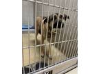 Adopt 2305-0448 Xina a Brown/Chocolate - with Black Shepherd (Unknown Type) /