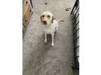 Adopt Daeny a Tan/Yellow/Fawn Labrador Retriever dog in Oologah, OK (38230009)
