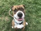 Adopt Ophelia a Brown/Chocolate Boxer / Shar Pei / Mixed dog in Boulder