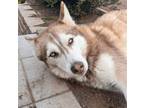 Adopt Ellie (Kid Friendly and Housebroken!) a Husky / Mixed dog in Westwood
