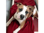 Adopt Andre a Staffordshire Bull Terrier