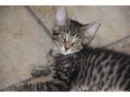 Adopt Yatzee (BSM-fostered in TN) a Tabby, Domestic Short Hair