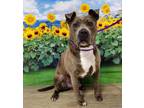 Adopt Pickle a Pit Bull Terrier