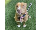Adopt RED a Pit Bull Terrier