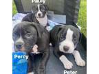 Adopt Pauly, Percy & Peter a Pit Bull Terrier