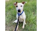 Adopt Milo a Jack Russell Terrier
