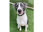 Adopt Hayes a American Staffordshire Terrier