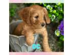 Goldendoodle Puppy for sale in Clinton, NJ, USA