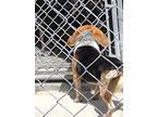 Adopt Shiloh a Tricolor (Tan/Brown & Black & White) Beagle / Mixed dog in
