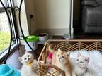 Baby British Shorthair Kittens