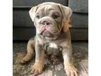 Bulldog Puppy for sale in Munfordville, KY, USA