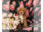 Poodle (Toy) PUPPY FOR SALE ADN-614517 - Adorable ACA Toy Poodle Puppy