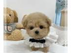 Poodle (Toy) PUPPY FOR SALE ADN-614707 - Tiny AKC Teacup Toy Poodle