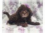 Cavapoo PUPPY FOR SALE ADN-614283 - Pearl