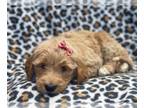 Goldendoodle PUPPY FOR SALE ADN-614387 - Cheer