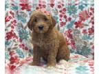 Goldendoodle PUPPY FOR SALE ADN-614389 - Raynee
