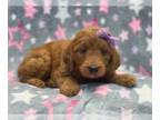 Goldendoodle PUPPY FOR SALE ADN-614393 - Sushi