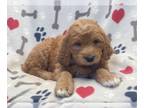 Goldendoodle PUPPY FOR SALE ADN-614412 - Mike