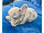 French Bulldog PUPPY FOR SALE ADN-614577 - Fluffy and Isabella Carriers