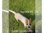 Australian Cattle Dog PUPPY FOR SALE ADN-614463 - Janko F 5